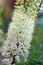 Foxtail lily flower. Close up