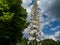 The foxtail lily or giant desert candle Eremurus robustus in full bloom. Spectular, very tall, narrow plant with inflorescence