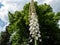 The foxtail lily or giant desert candle Eremurus robustus in full bloom. Spectular, very tall, narrow plant with inflorescence