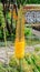 Foxtail lily yellow flower, Eremurus robustus close up