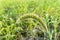 foxtail millet crops in the fields. Scientific name of Setaria Italica, dwarf setaria, foxtail bristle-grass