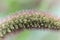 Foxtail millet head Setaria italica