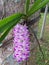 Foxtail orchid