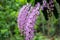 Foxtail orchid with full bloom