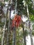 A Foxtail Palm Tree with Fruits