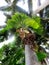 Foxtail palms with elkhorn ferns