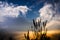 Foxtail weed in the evening