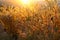 Foxtails grass under sunshine ,close-up selective focus