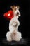 Foxterrier dog with a heart balloon