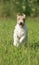 Foxterrier dog running in the meadow