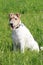 Foxterrier dog sitting in the grass