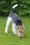 Foxterrier dog sniffing in the grass
