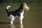 Foxterrier dog standing in the water