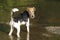 Foxterrier dog standing in the water