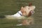 Foxterrier dog swimming with a wooden stick