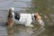 Foxterrier dog walking through a river