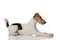 Foxterrier dog on white background