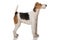 Foxterrier dog on white background