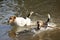 Foxterrier with long wooden stick in water