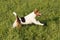 Foxterrier running in the meadow