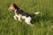 Foxterrier running in the meadow