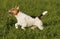 Foxterrier running in the meadow