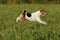 Foxterrier running in the meadow