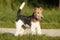 Foxterrier standing sideways in the grass