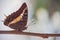 Foxy Charaxes. Charaxes jasius saturnus 6412