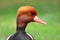 Foxy head duck Netta rufina