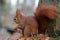 Foxy squirrel