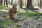 Foxy squirrel with tit, prow and brush sitting on grass near hassock in the wood . Wild furry animal macro