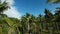 fpv drone flight chasing a car through palm trees of Nusa Penida, Bali