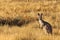 FR Kangaroo Yellow Grass