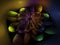 Fractal abstract flower beautiful color concept decoration fantasy effect dark wallpaper blossom unique dynamic