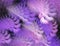 Fractal abstraction. Purple feather texture