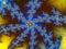 Fractal astroniras in a bright colors