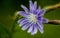 Fractal image of a flower of chicory