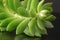 Fractal pattern of stem and fleshy leaves of succulent Echeveria closeup indoor potted plant on dark glass background.