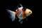 Fractal Tricolor goldfish isolated on black