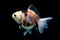 Fractal Tricolor goldfish isolated on black