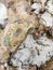 Fractured Flint Rock on a Limestone Reef & x28;South Australia& x29;