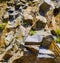 Fractured rock with sharp edges and small plants here and there.Stones texture and background