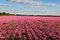 The fragant peony flower fields landscape