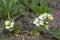 Fragaria ananassa flowering garden plant, group of white yellow flowers in bloom with green leaves