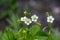 Fragaria ananassa flowering garden plant, group of white yellow flowers in bloom with green leaves