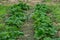 Fragaria vesca. Strawberries. Beautiful herbal abstract background of nature. Spring landscape. Bushes of strawberry