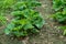 Fragaria vesca. Strawberries. Beautiful herbal abstract background of nature. Spring landscape. Bushes of strawberry