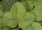 Fragaria vesca wild strawberry large green leaves with nerves white flowers with yellow stamens hairy stems, fruits still green