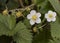 Fragaria vesca wild strawberry large green leaves with nerves white flowers with yellow stamens hairy stems, fruits still green